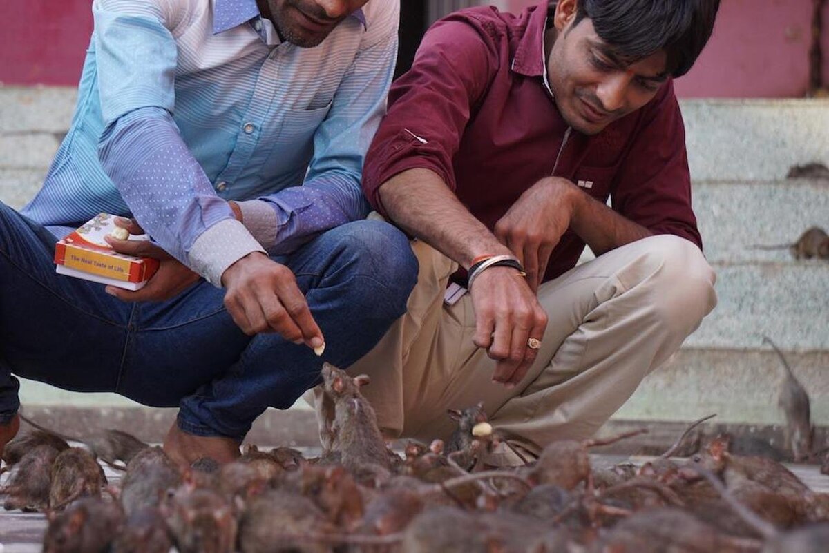 Священный Храм крыс в Индии