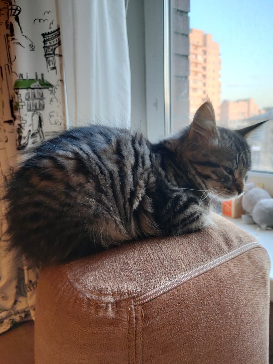 Грустная Тесла