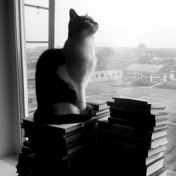 Кот Саймона