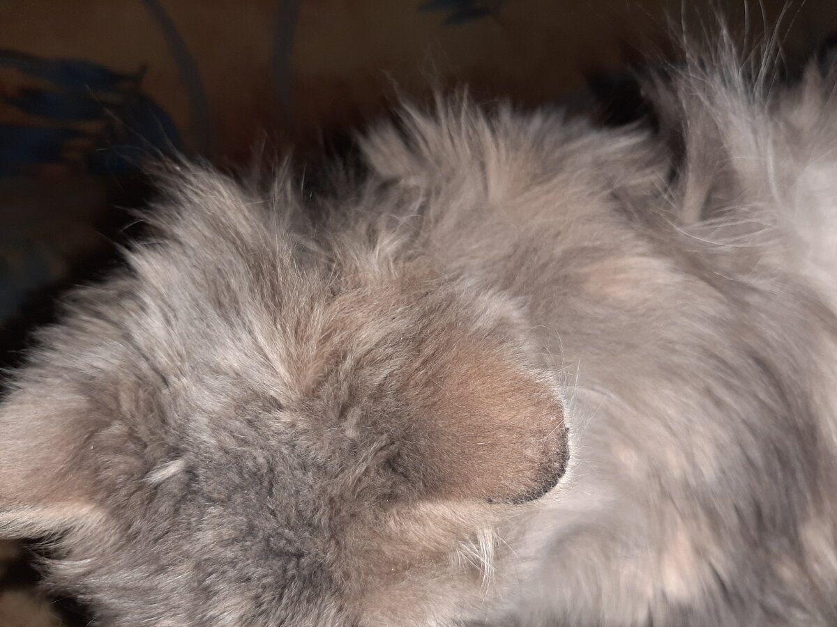 Шубка кошки скаталась по всему телу