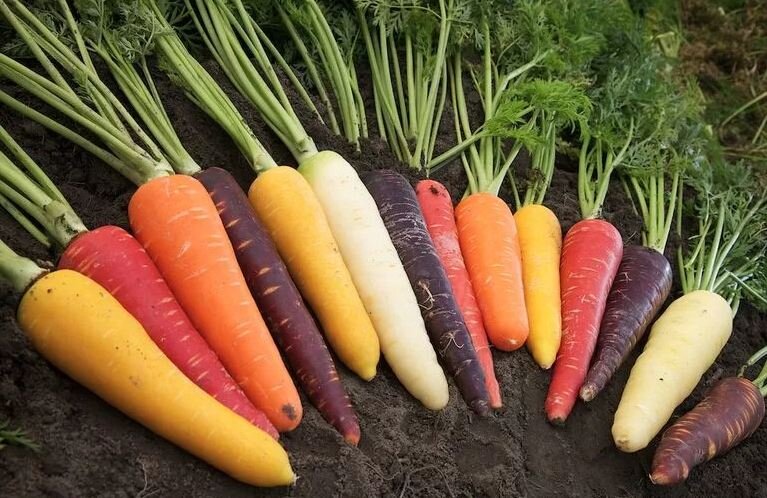 Зри в корень - изучаем морковку