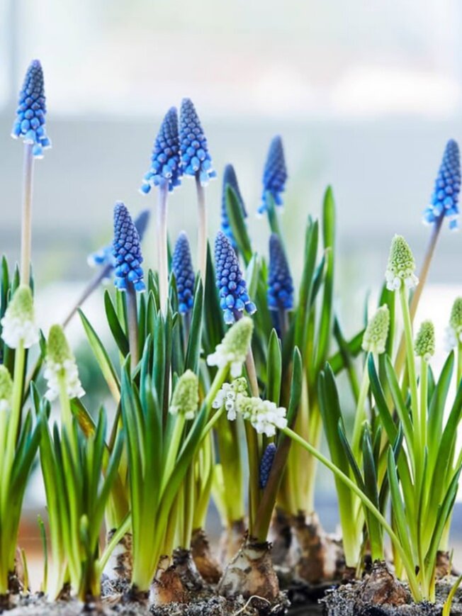 Синие и белые.