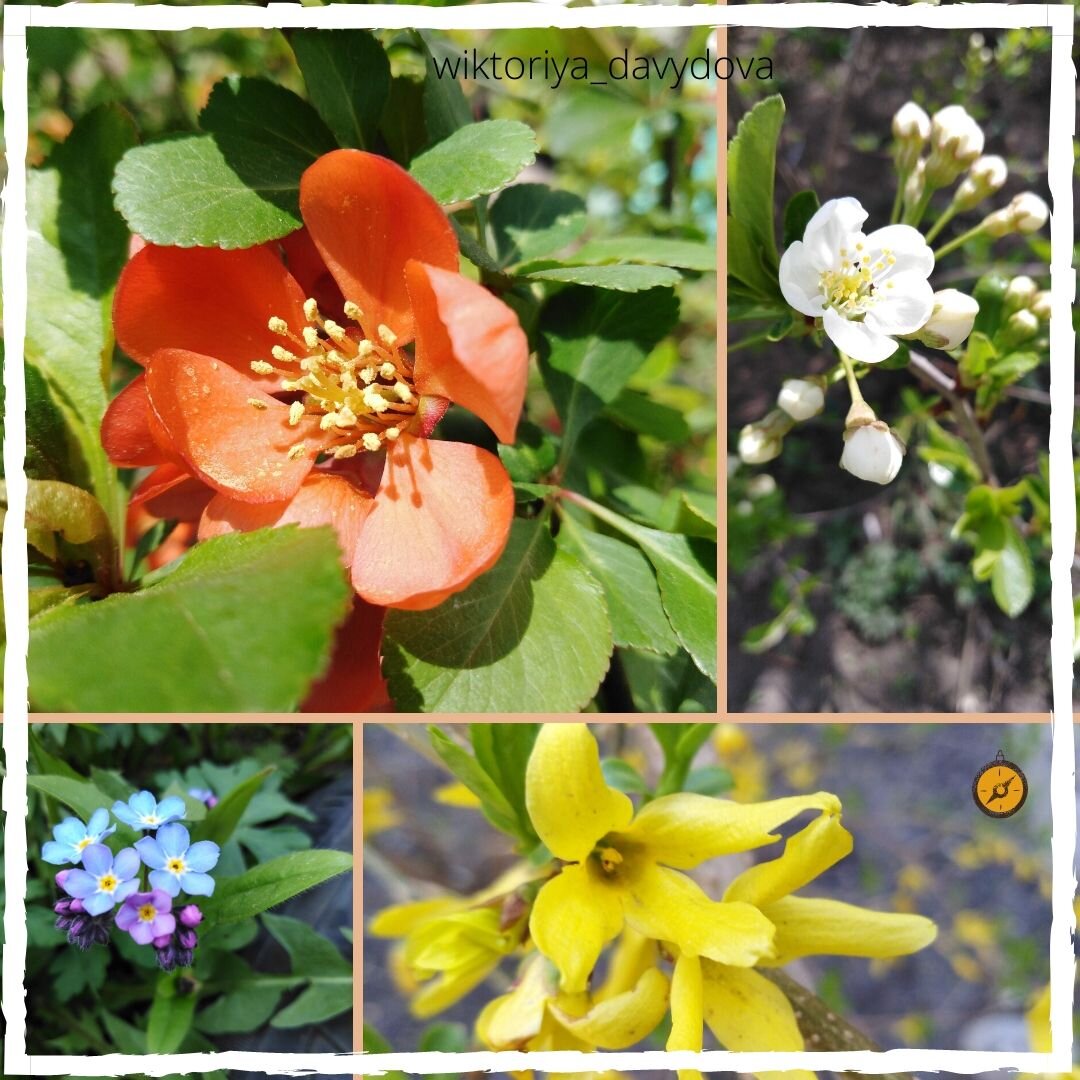 Фото из личного архива. Весна 2020. Просто для красочности и настроения!