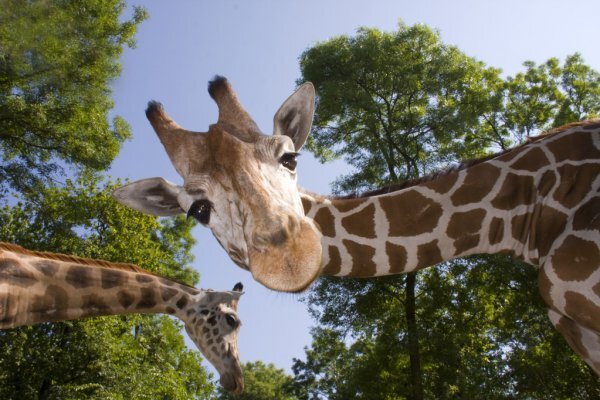 https://st.depositphotos.com/1374600/2121/i/950/depositphotos_21210357-stock-photo-reticulated-giraffe.jpg