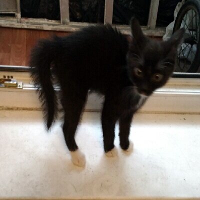 Кошечка сердится