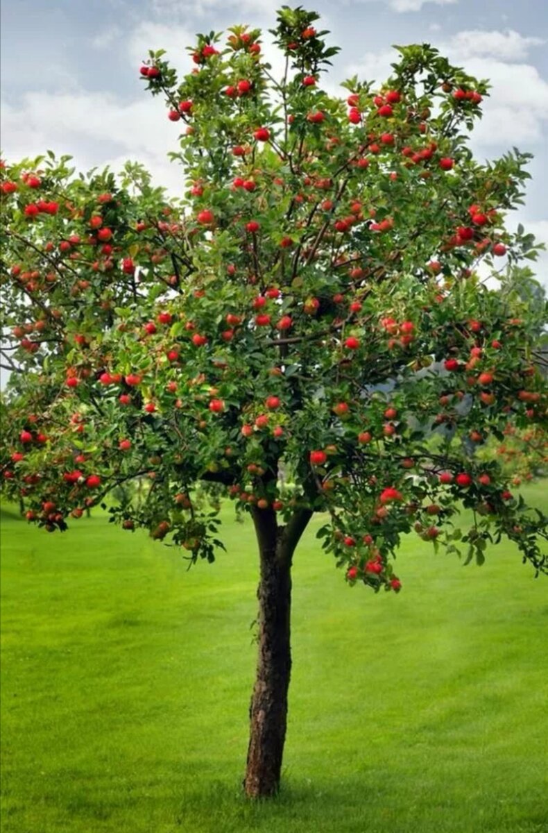 Фото из свободного доступа сети интернет 