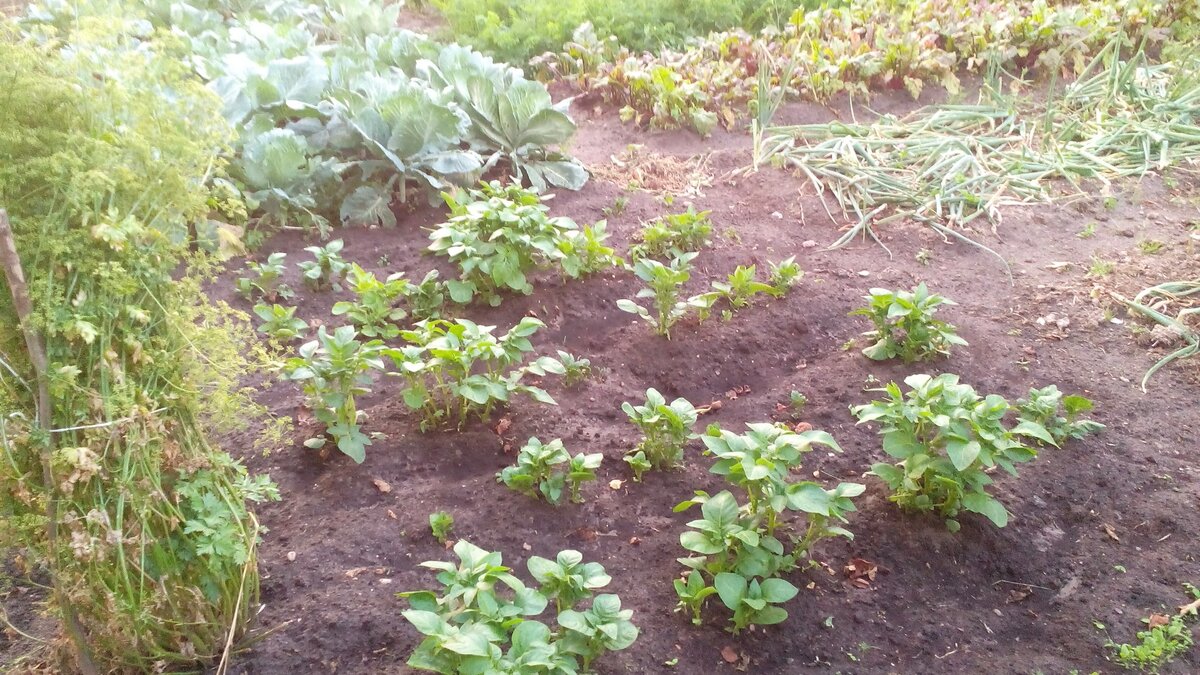 В какие дни апреля можно сажать картошку. Агротехника посадки картофеля. Посадка картофеля в августе. Огород без хлопот посев астр. Как садить картошку в подготовительной группе.