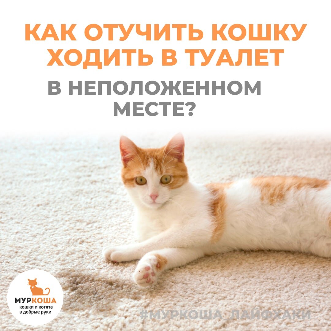 Как отучить кота гадить в неположенном месте