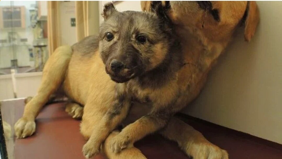 Сегодня мы узнаем немного о опытах и экспериментах с собаками.
Слабонервным и впечатлительным дальше не читать, а вот догхантеры, возможно будут рады