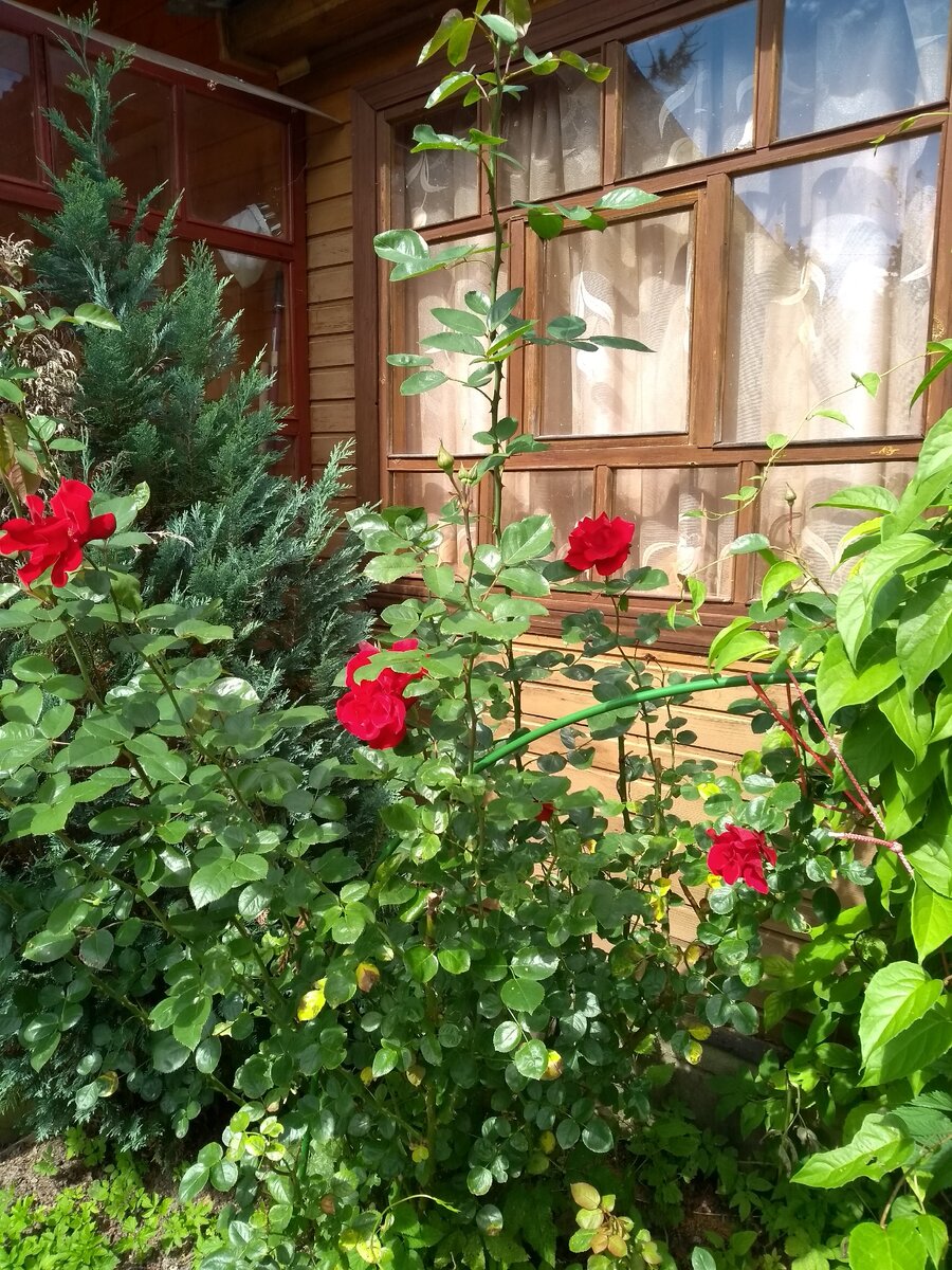 Розы и лимонник на нашем дачном участке