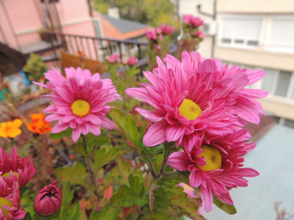 на моей террасе 