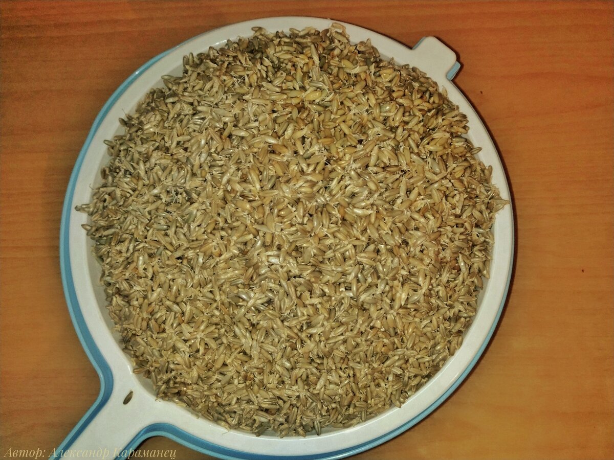 Пророщенная Рожь