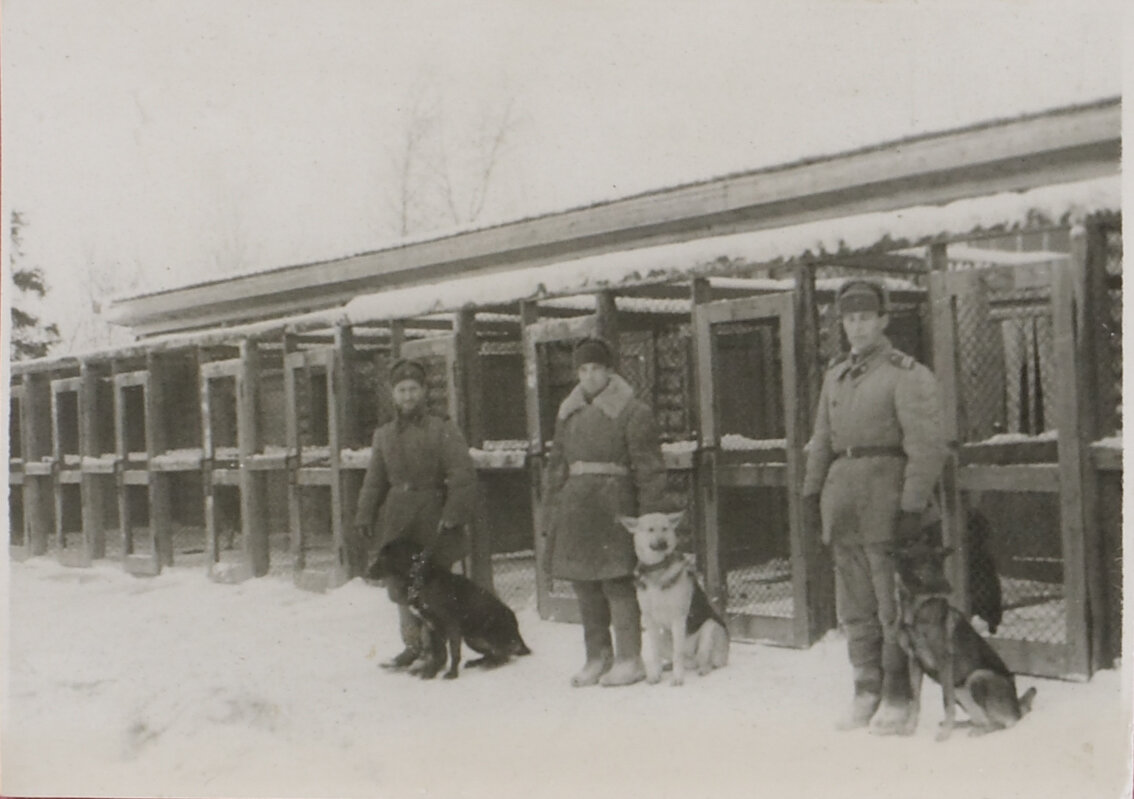 Служебные собаки. УИТК г. Москвы и Московской области, 1944. ГАРФ, ф. 9414, оп. 6, д. 10.  