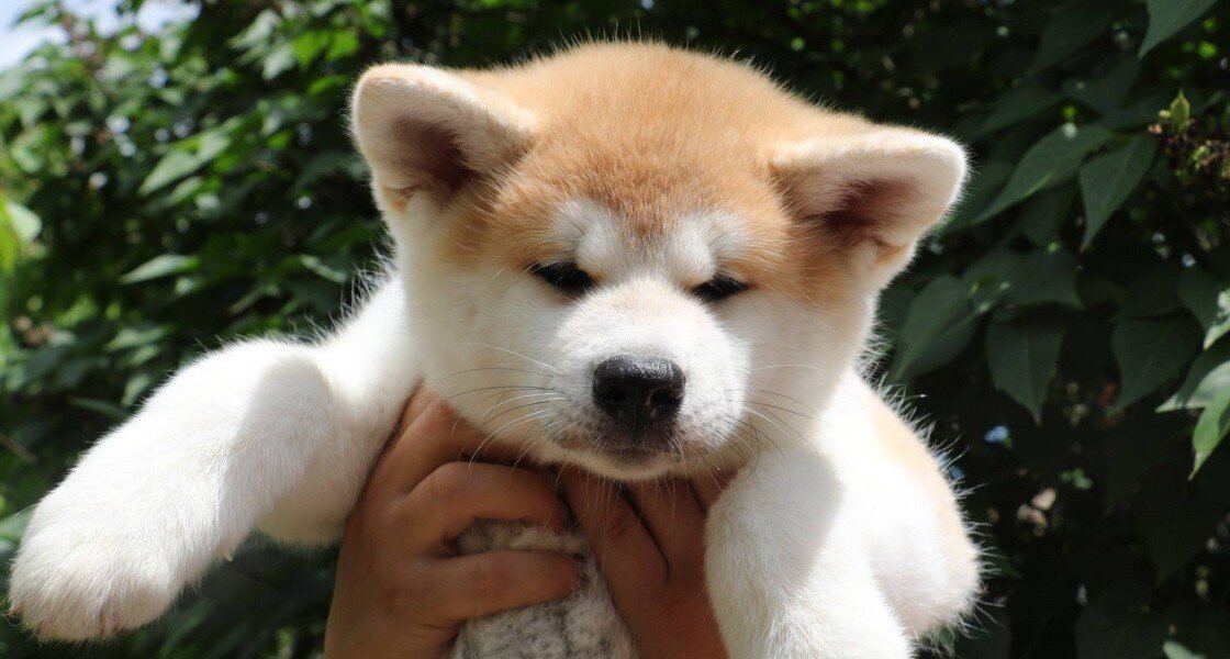 Щенок акита-ину