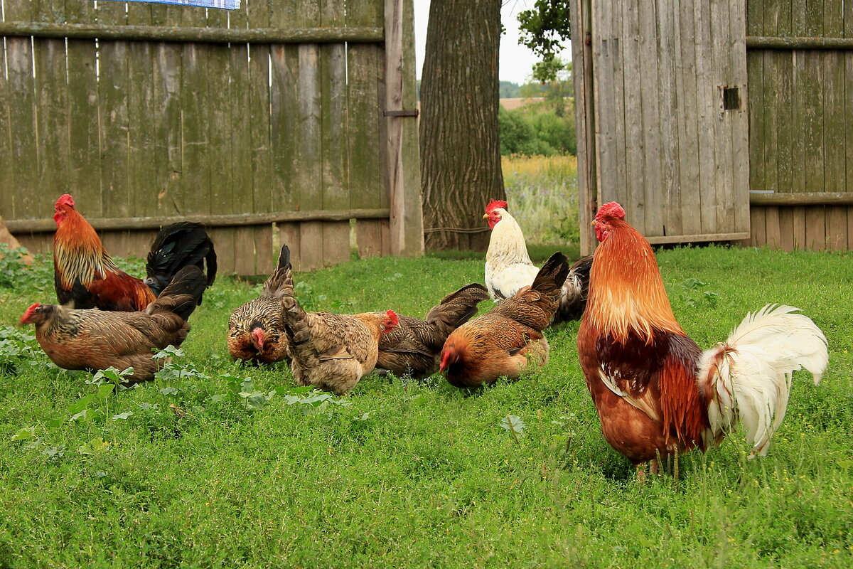 Куры должны получить полноценное питание