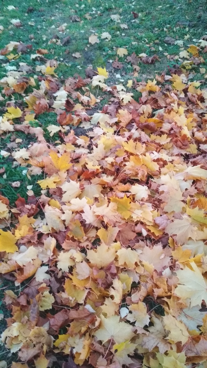 Вот растения умеют умирать красиво.