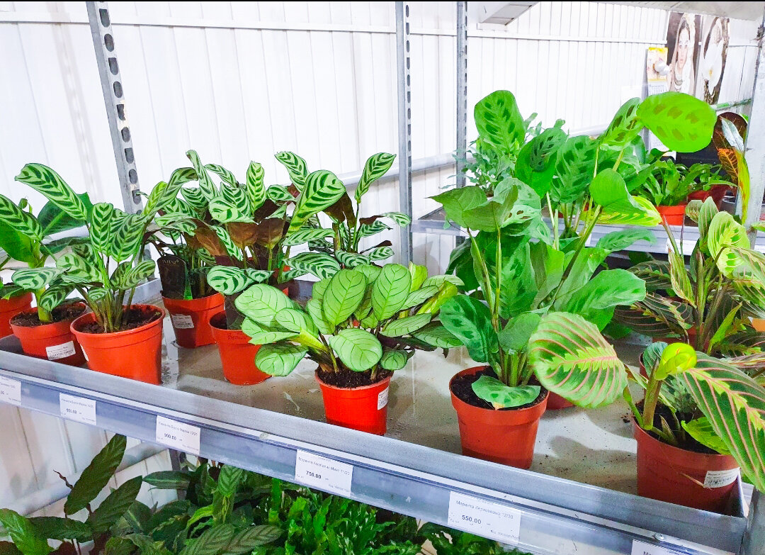 Красивые маранты