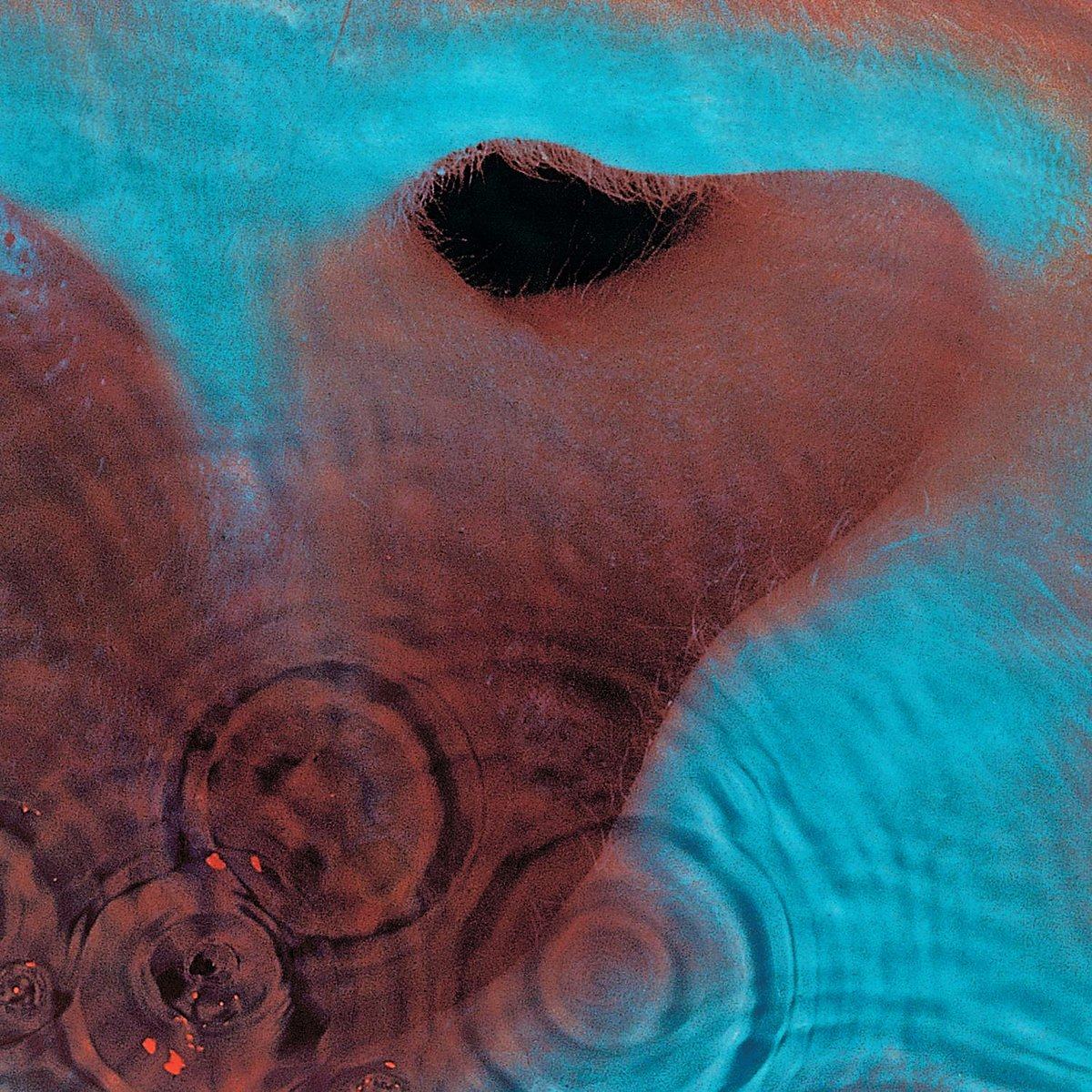 Pink Floyd, "Meddle", 1971