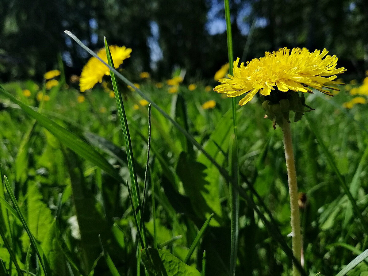 Какие одуванчики собирать