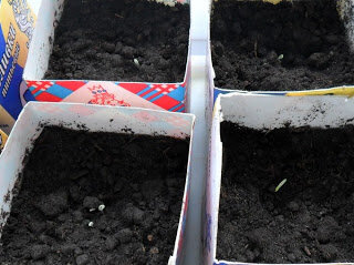  Первые петельки рассады