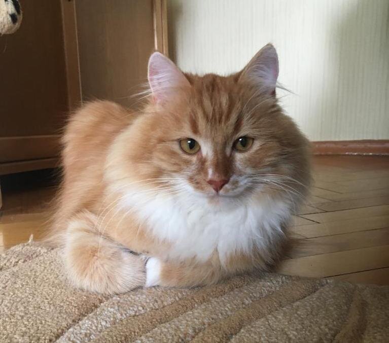 Бенечке два года. Фото автора