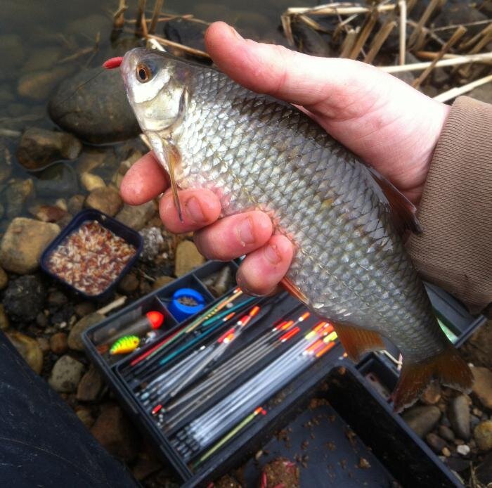 Ловля плотвы осенью