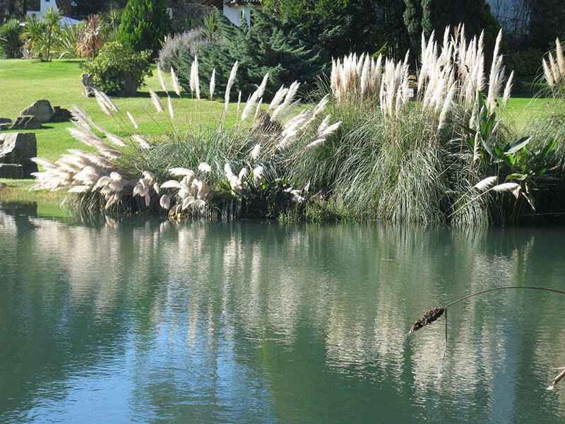 Пампасная трава у водоема