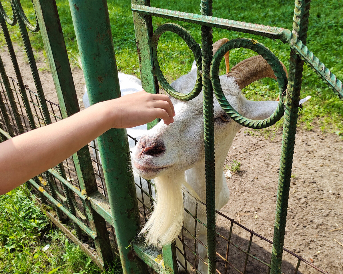 Животные ласковые, контактные