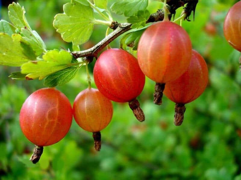 Для посадки и пересадки крыжовника специалисты рекомендуют выбрать осень. Ссылка на фото https://bitly.su/MX7sq5.