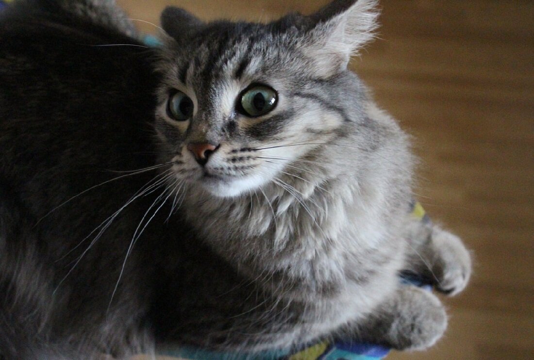 испуганная кошка. чёрный кот. прикольный кот. пугливые кошки. котенок испугался.