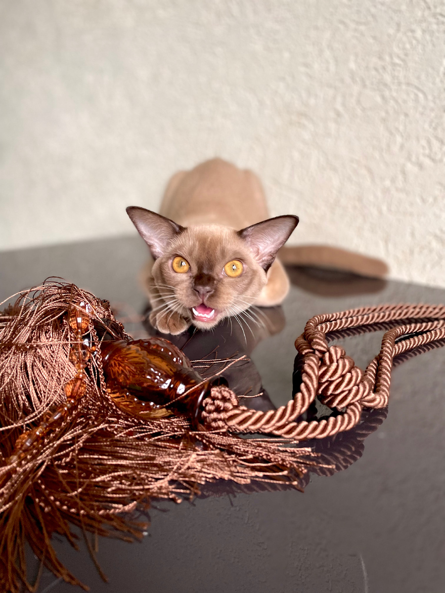 Ferdinand Jasper*RU - котёнок породы европейская бурма, окрас шоколад, 4 мес 