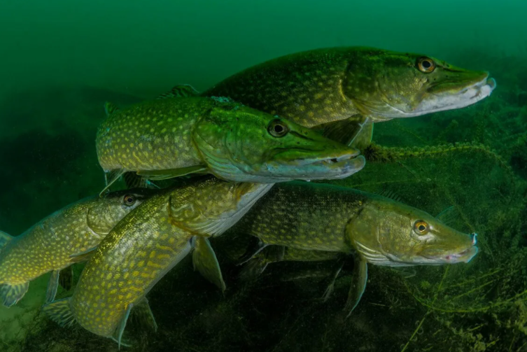 Добавьте описание