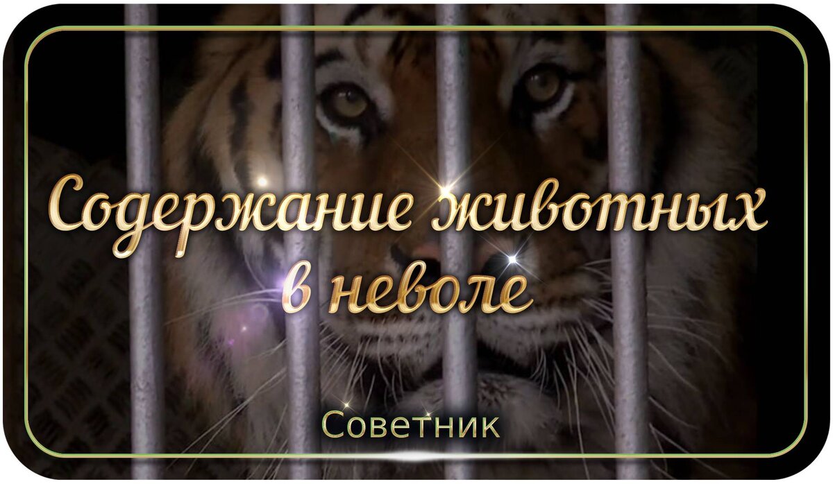 bing images: содержание животных в неволе