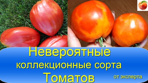Томаты лучшие сорта видео