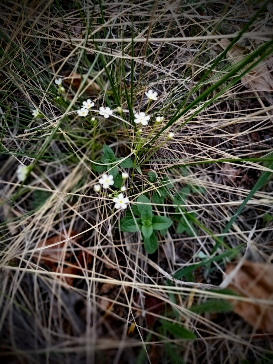 Первоцветы