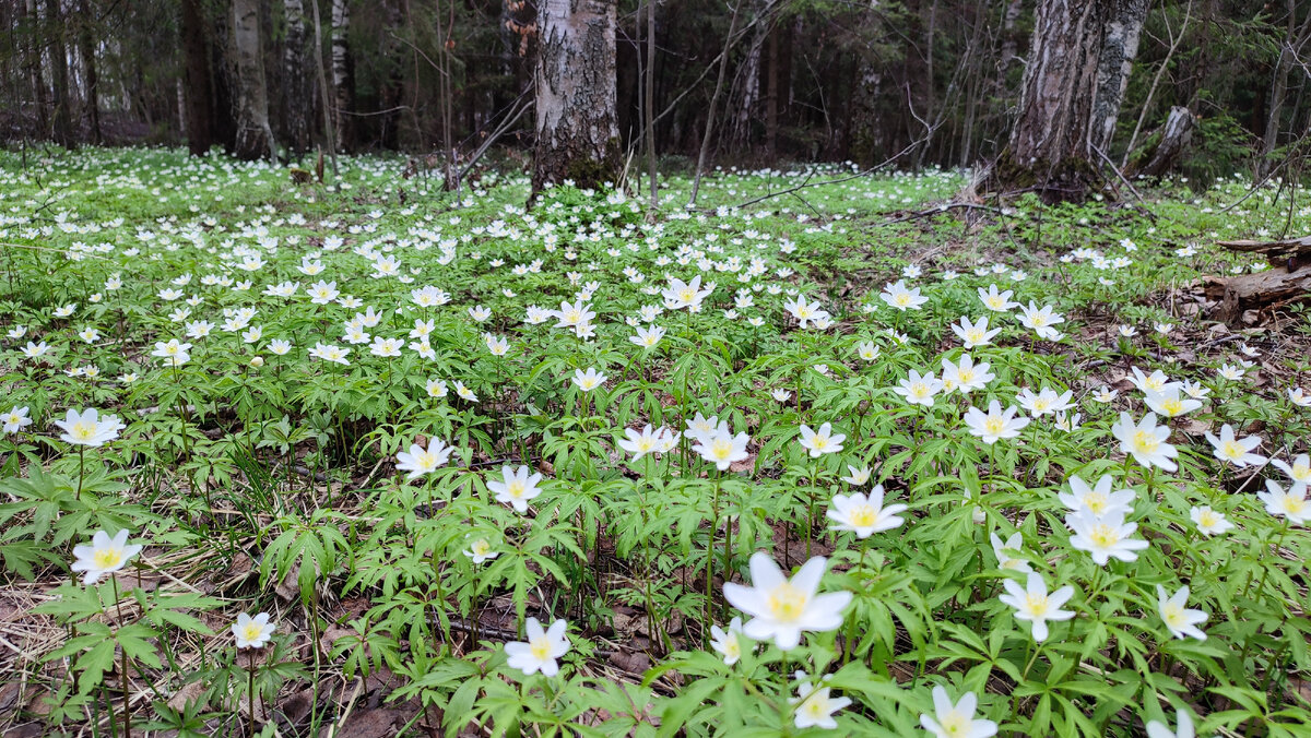 Вчера в лесу увидела целые поляны первоцветов, ветренница