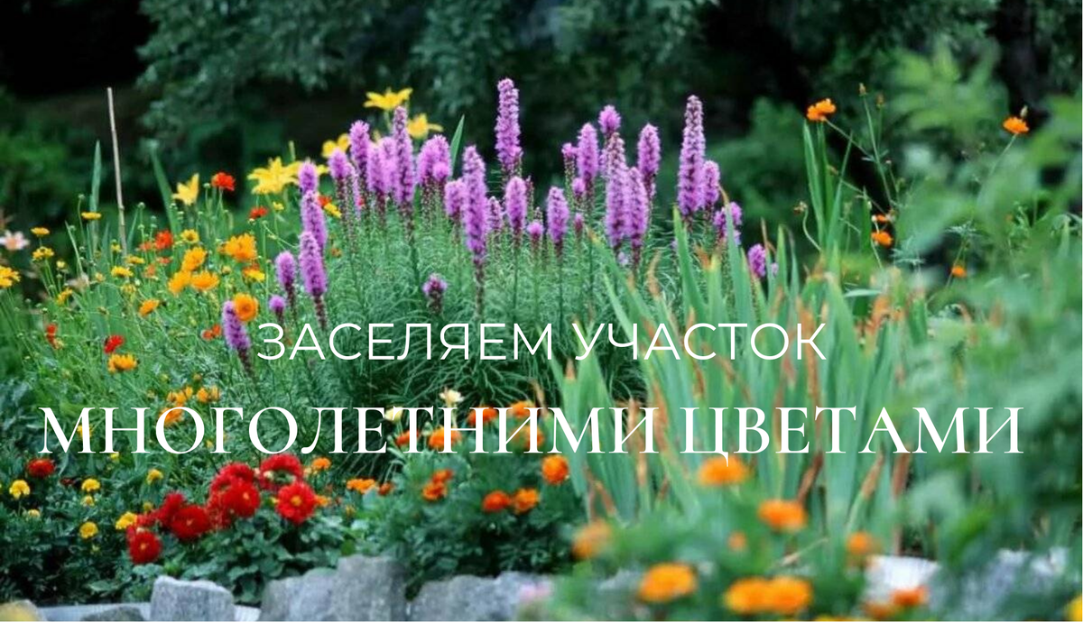 Посадив однажды МНОГОЛЕТНИЕ ЦВЕТЫ будем радоваться их красотой годами, а то и десятилетиями.