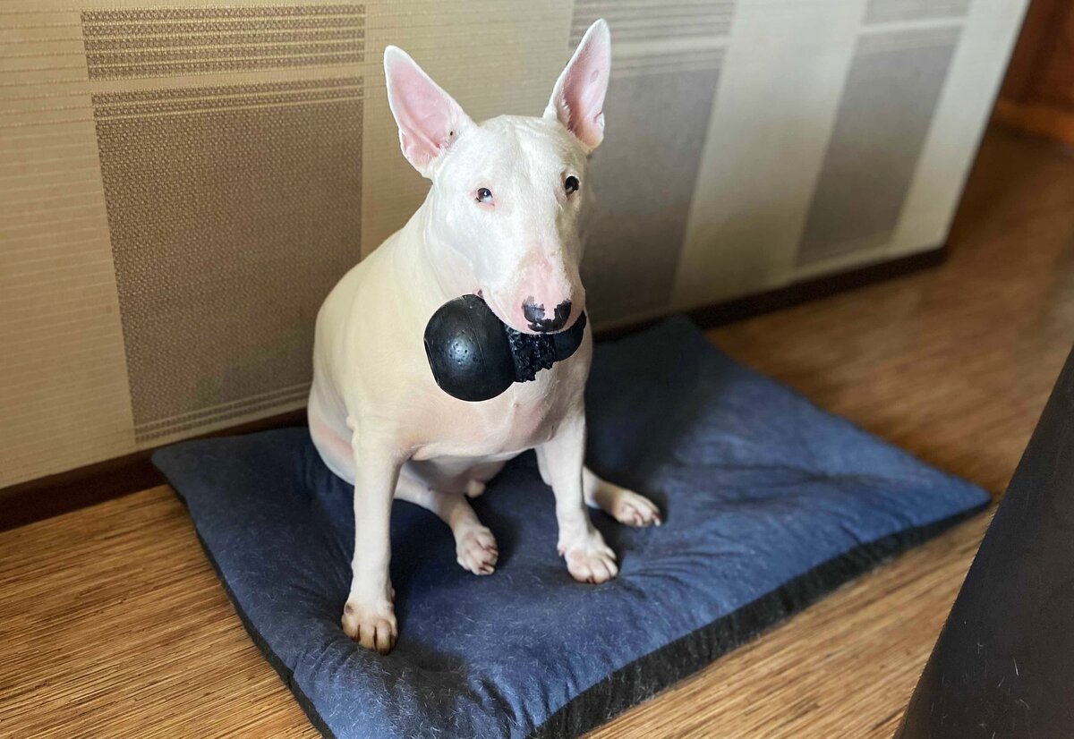 С любимым Конгом, третьим по счёту. Съеден был второй.