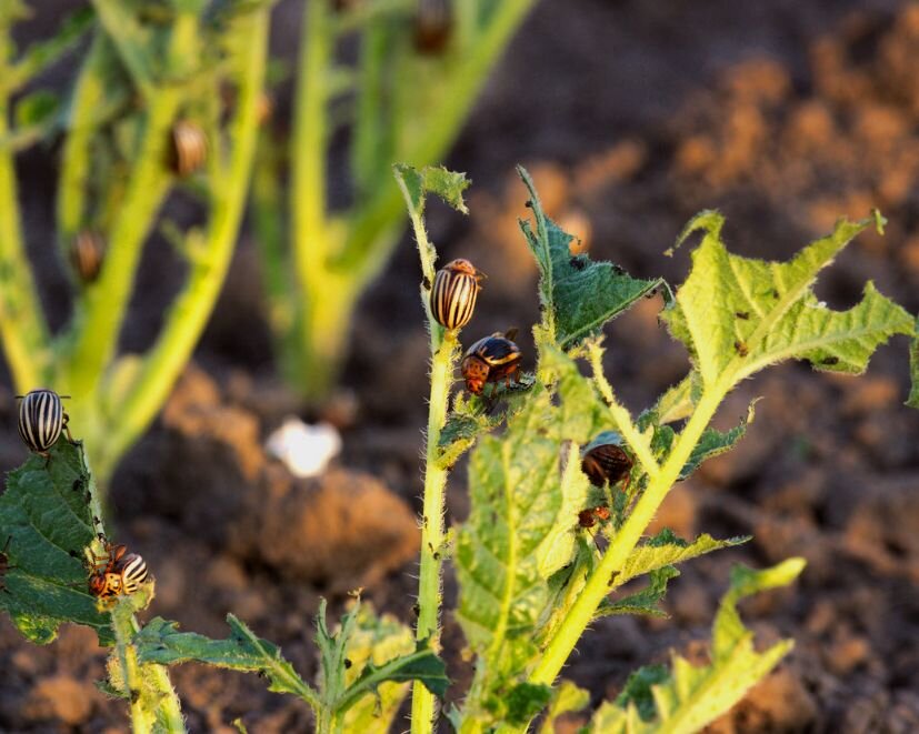 Ну вот так! 3 сотки такой картошки. Правда курочки были рады.