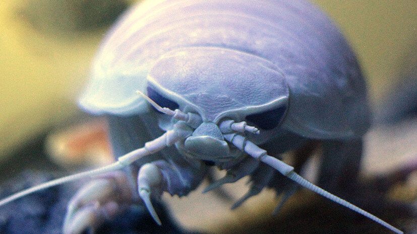     Гигантский изопод (Bathynomus giganteus) в Берлинском аквариуме Gettyimages.ru Günter Peters