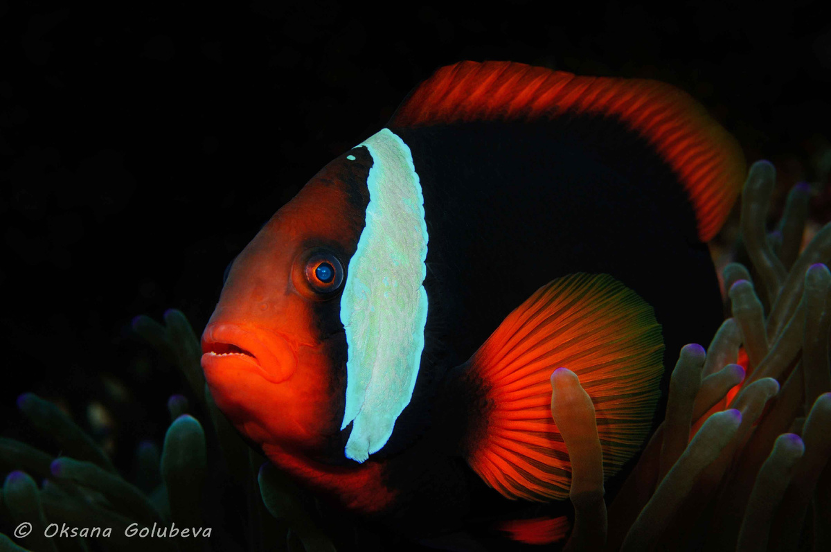 Ручной режим. Филиппины. Nikon D300, бокс Sea&sea, Nikkor 16, inon z-240x2. ISO-250, f/13, 1/125