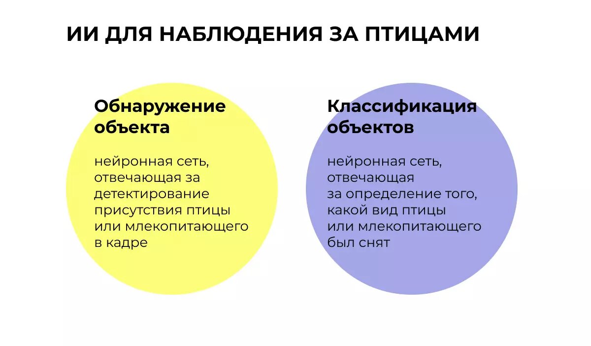 Классификация птиц при помощи искусственного интеллекта (часть 2) |  Технологика | Дзен