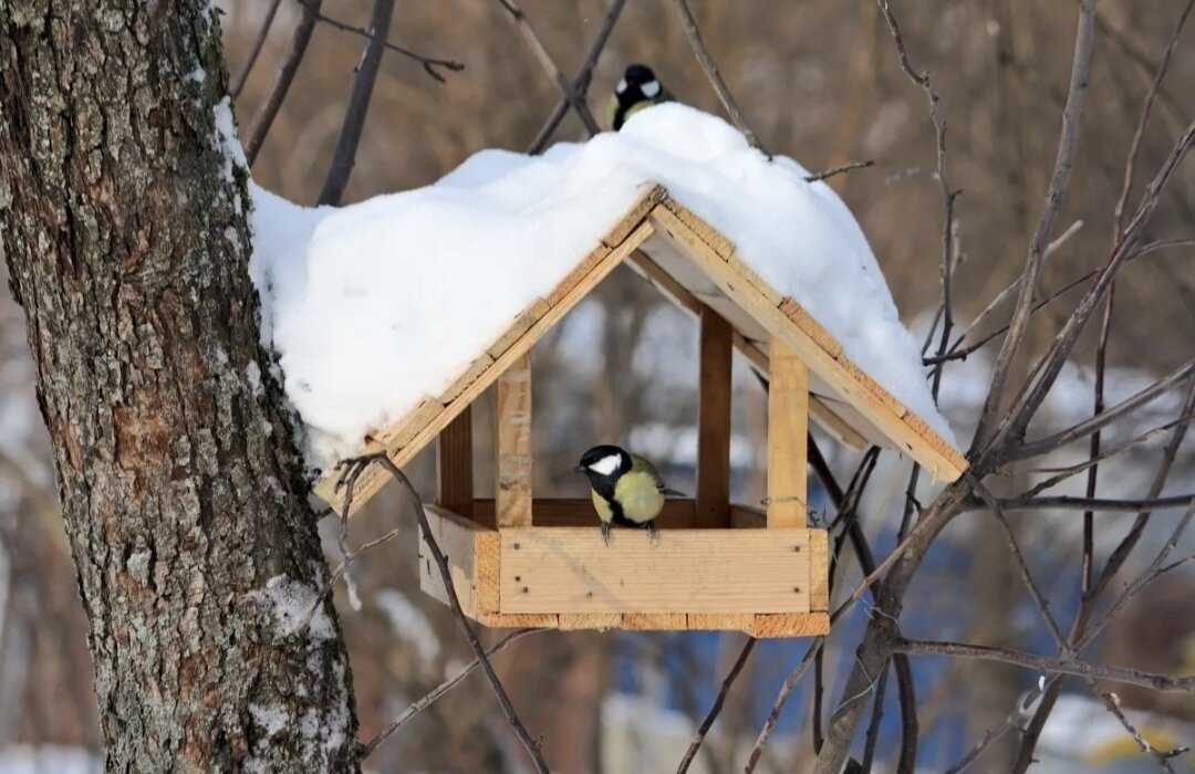Птичья столовая. Фото Яндекс.Картинки 