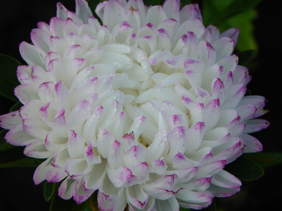 Фото с сайта https://7dach.ru/