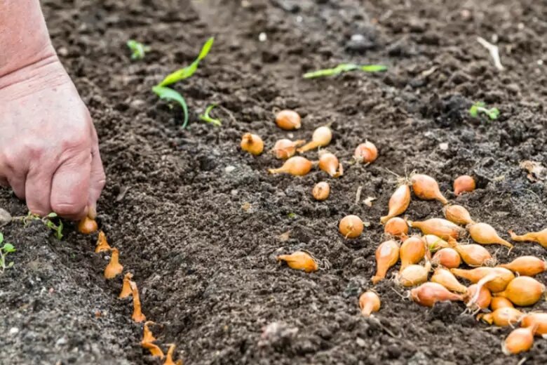 когда садят луковицы