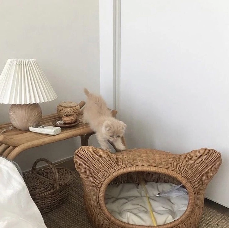 Просто красивый котик