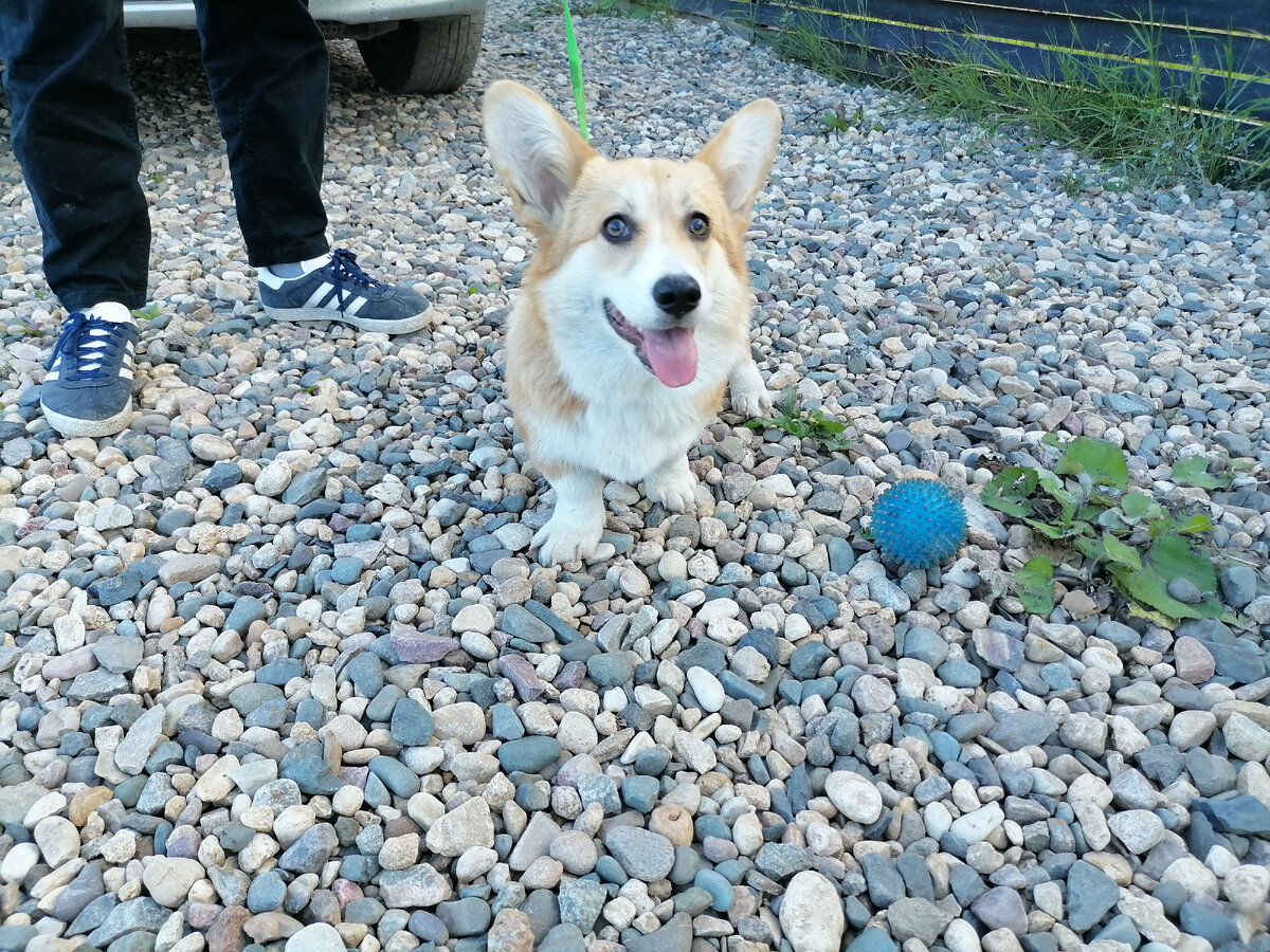 Коржик Луша