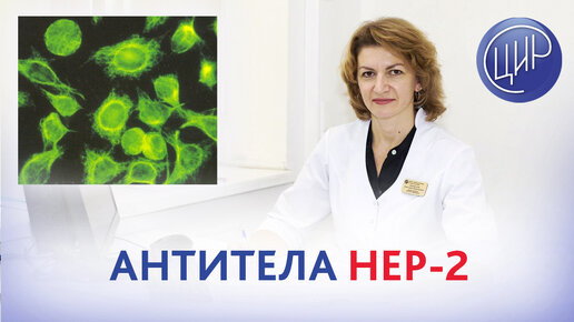 Антитела HEP-2, влияние на имплантацию эмбриона. Иммуноблот на антинуклеарные антитела.