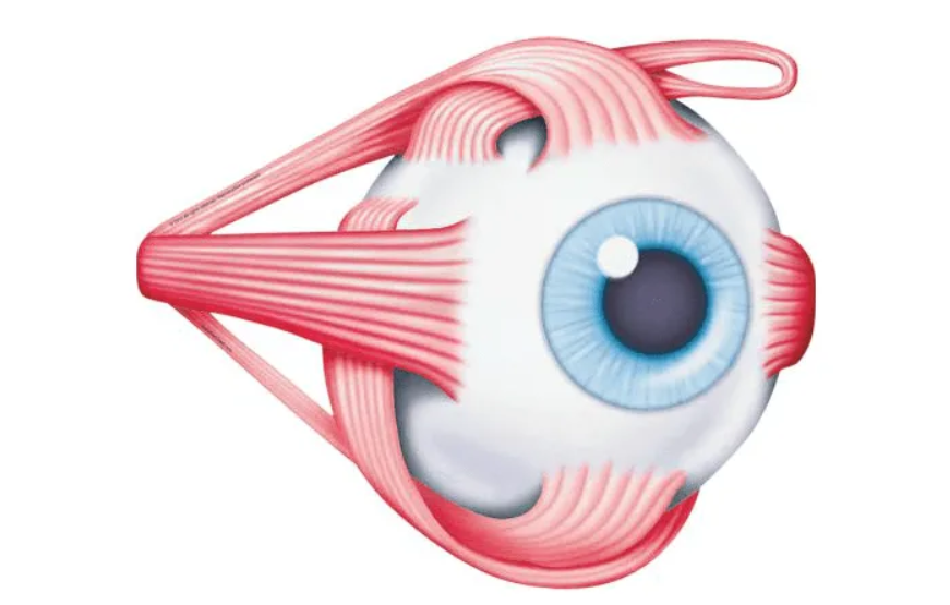 Анатомия глазодвигательных мышц глаза. Мышцы глазного яблока анатомия. Глазодвигательные мышцы глаза. Строение мышц глазного яблока. Места крепления глазодвигательных мышц