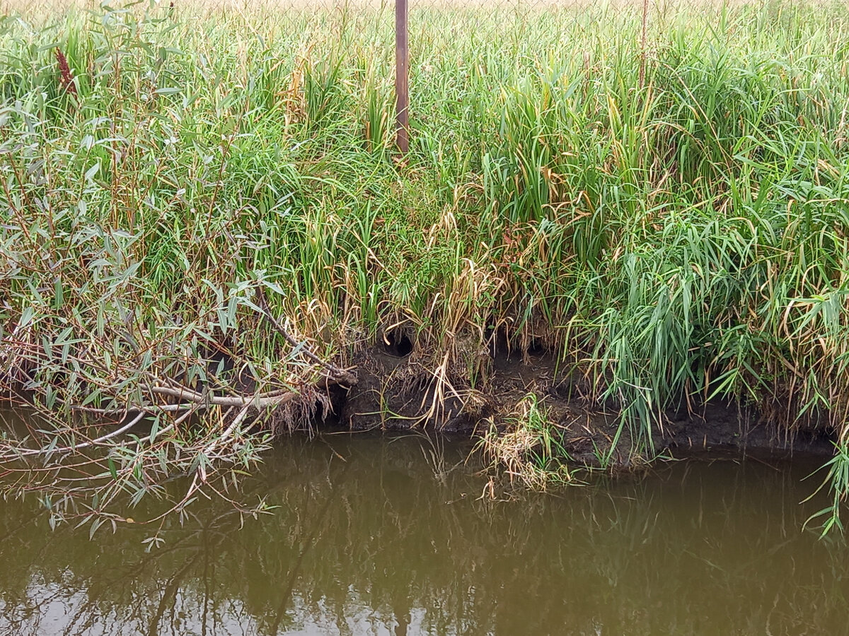 Нора ондатры на противоположном берегу канавы